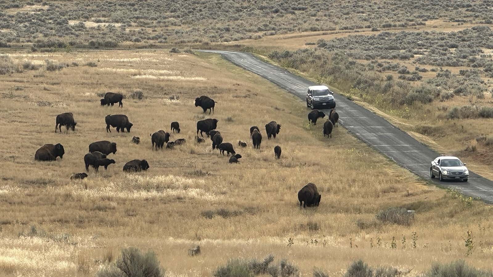 The Wyoming State Bison are unfazed by traffic although staff warn that their bison, though domesticated, can still be dangerous. They advise visitors to take their photos from the safety of their car and for hikers to stay at least 100 feet away.