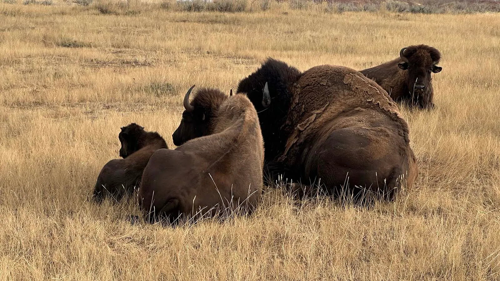 Meet Thunder & Lightning, The Bulls That Lead Wyoming’s Iconic State ...