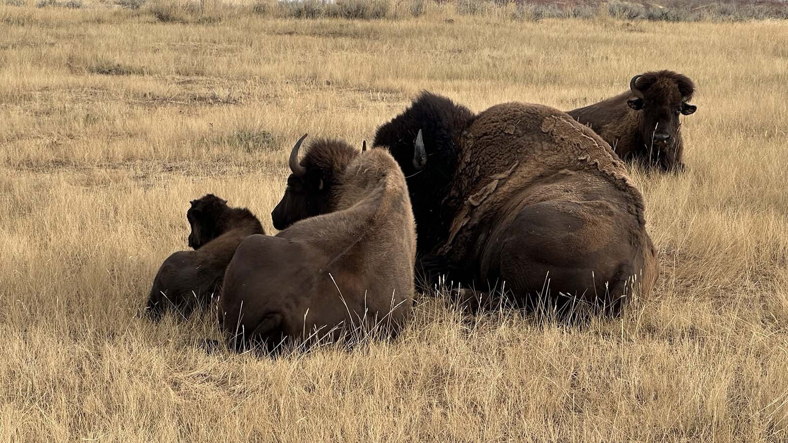 The Wyoming State Bison herd stick close together with two bulls, Thunder & Lightning, watching over their 13 cows, 2 yearlings and 13 calves.