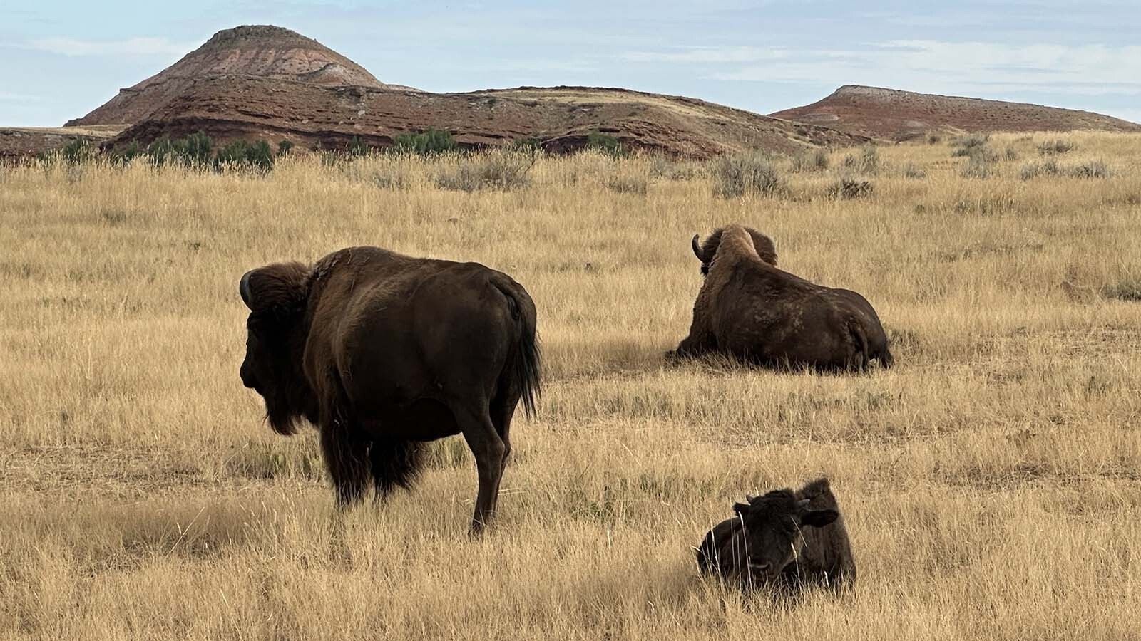 Since 1916, the Wyoming State Bison herd have grazed beneath the red hills of the Bison Pasture located in the Hot Springs State Park.