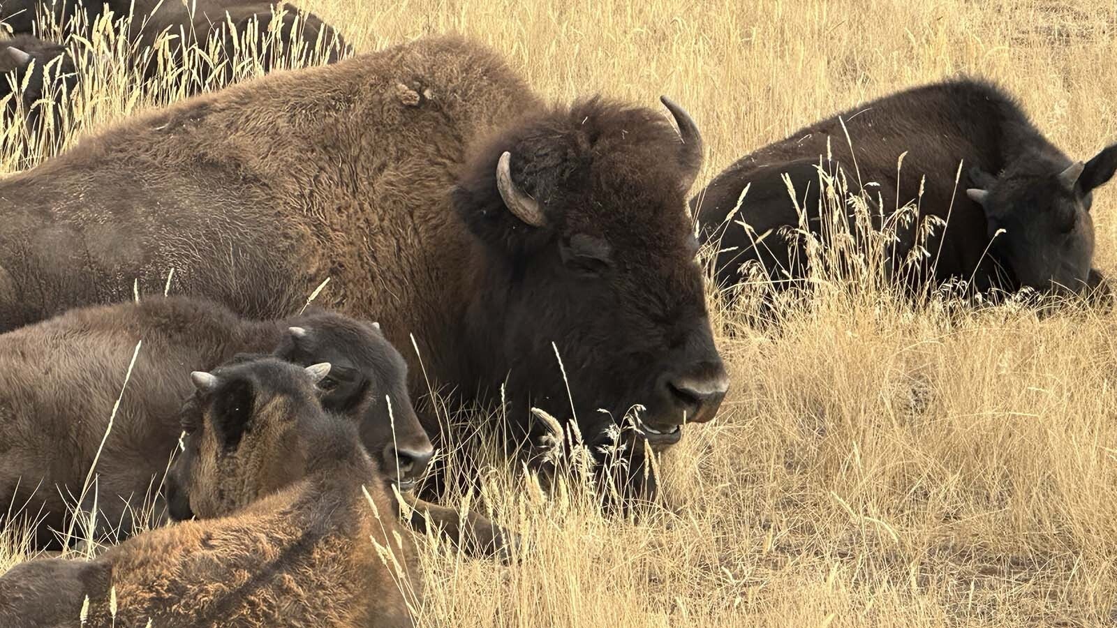 All 13 cows of the Wyoming State Bison herd in Hot Springs State Park had calves this year, bringing the total number of bison to 30. About 15 will be sold off at a public auction this fall or early winter since the land at the Bison Pasture can only handle so many bison.