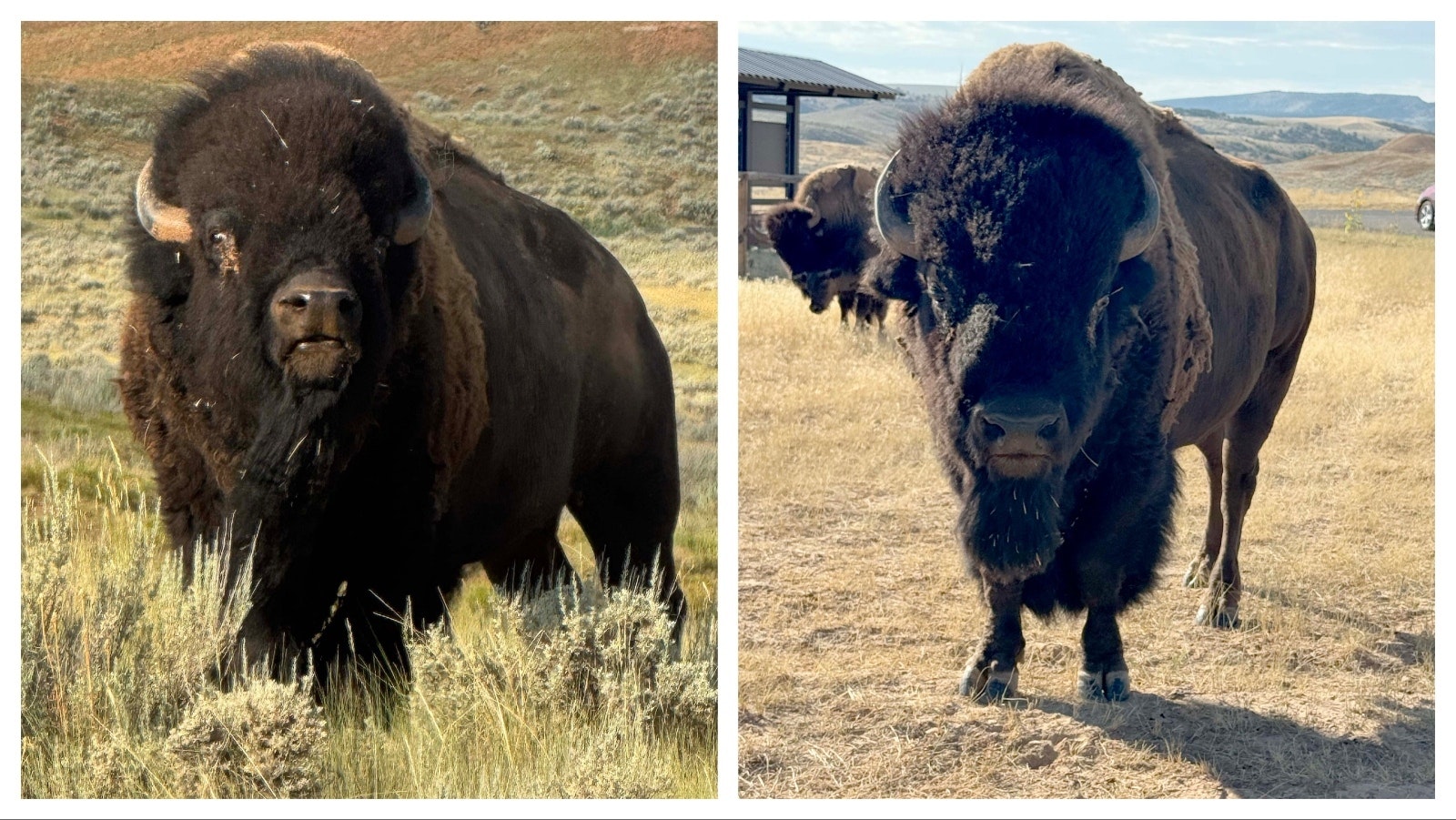 Since 1916, the Wyoming State Bison Herd at the Hot Springs State Park has been led by at least one bull. In 2022, two bulls were brought to the state park and earlier this year were given the names of Thunder and Lightning — although staff are not sure which one is which. The bulls have been leading the herd together and so far have not shown any aggression to each other.