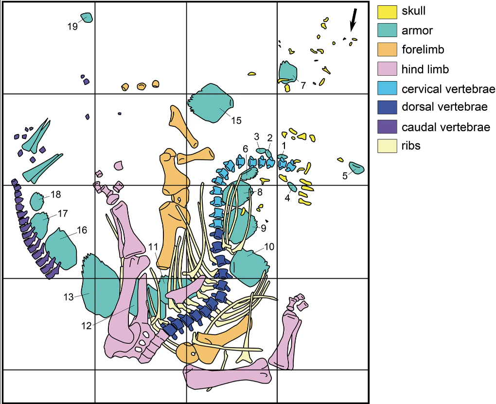 A quarry map showing how Sophie was found in Shell in 2004. The bones are somewhat scattered, but this Stegosaurus specimen was as close to perfection as paleontologists dare to dream.