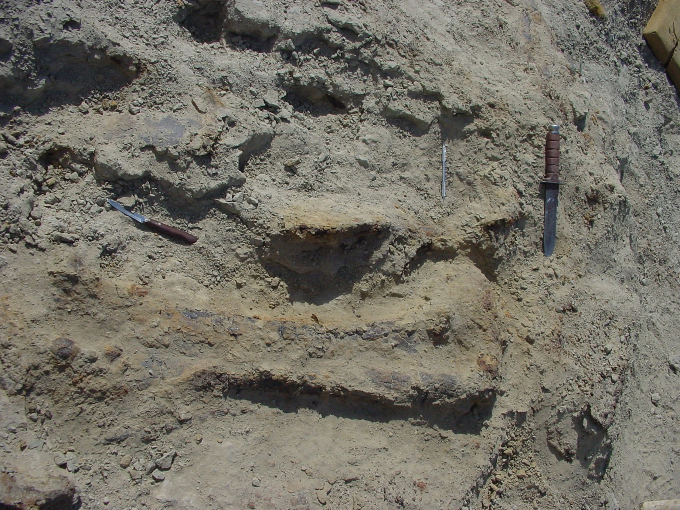 The partially uncovered femur of Sophie the Stegosaurus in 2004. Most of the dinosaur's fossilized skeleton was perfectly preserved, with three-dimensional bones connected as they would have been when the 150-million-year-old dinosaur was alive in Late Jurassic Wyoming.