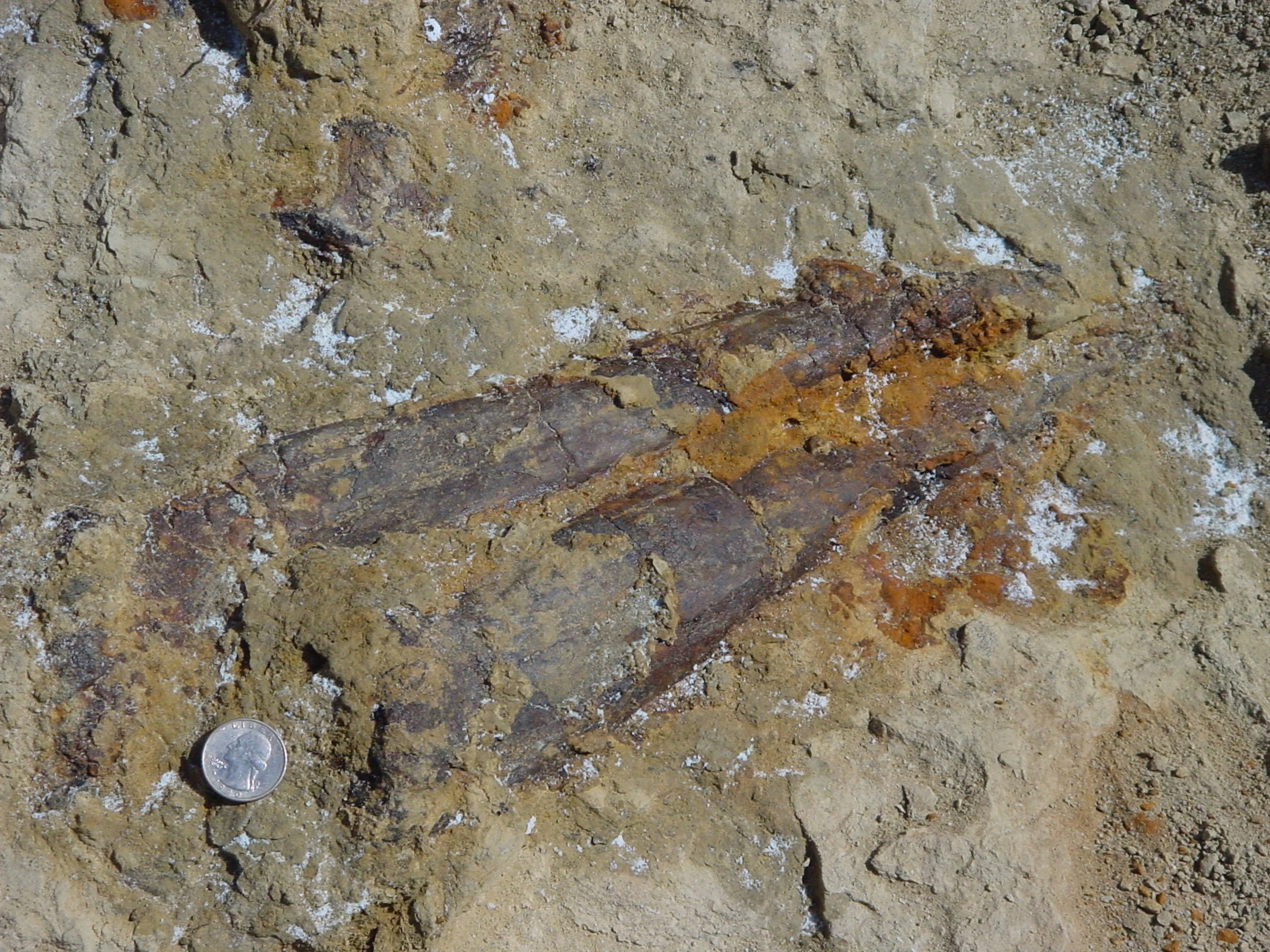 The tail spikes, or thagomizer, of Sophie the Stegosaurus in situ in the summer of 2004. Robert Boscarelli took these photos on the day the dinosaur's large tail spikes were discovered, confirming that the three-man crew was excavating a Stegosaurus. 