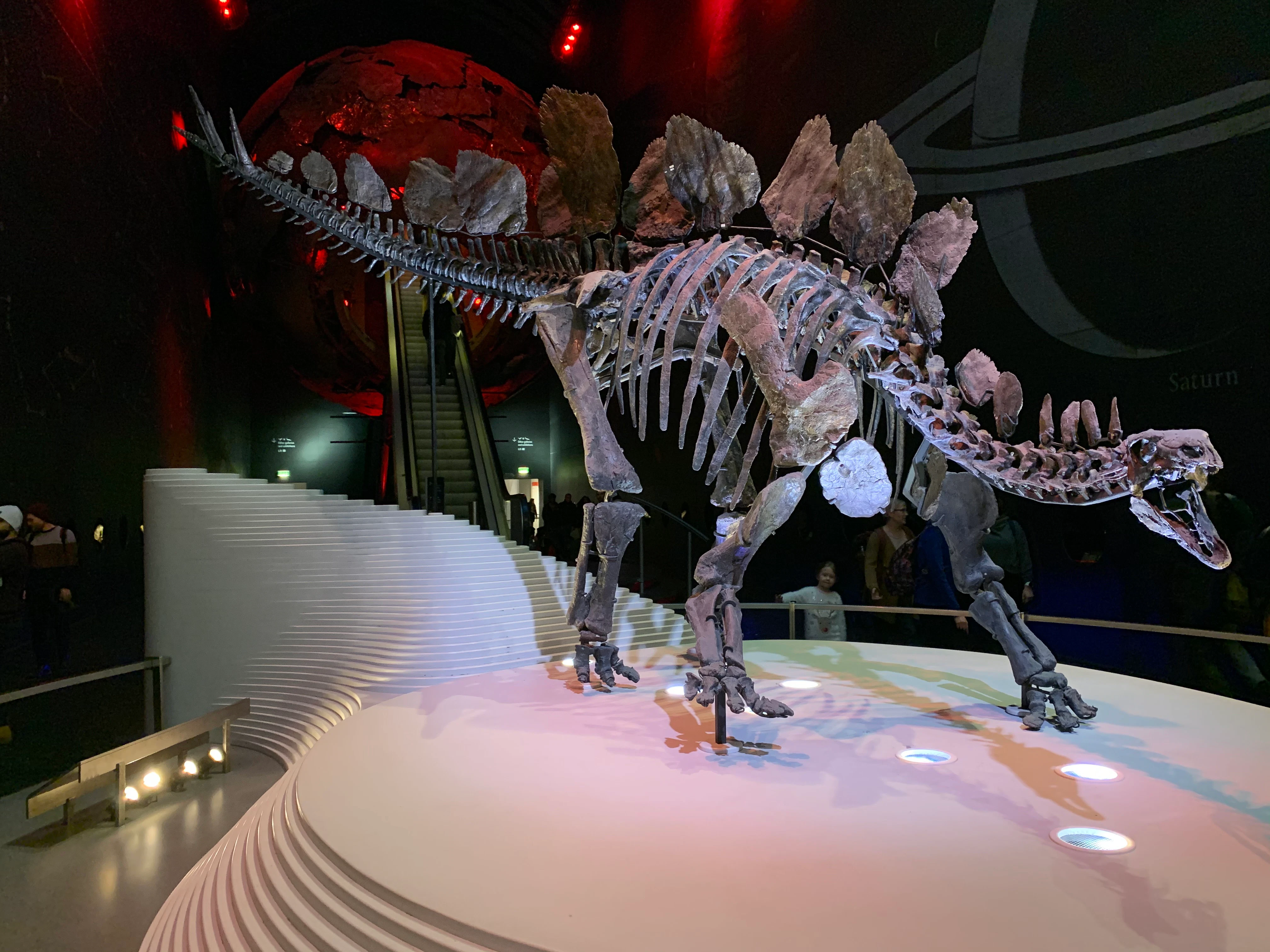 Sophie, the 85% complete Stegosaurus stenops, on display at London's Natural History Museum. The dinosaur was originally named "Sarah" after the daughter of the Shell landowners where the skeleton was discovered, but was renamed "Sophie" after the daughter of a donor who made it possible for the museum to acquire the skeleton.