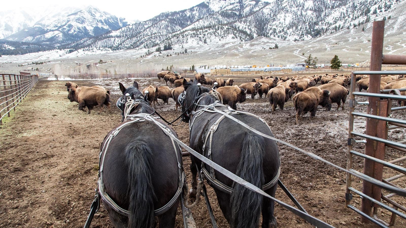 Bison move through the facility at Stephens Creek.