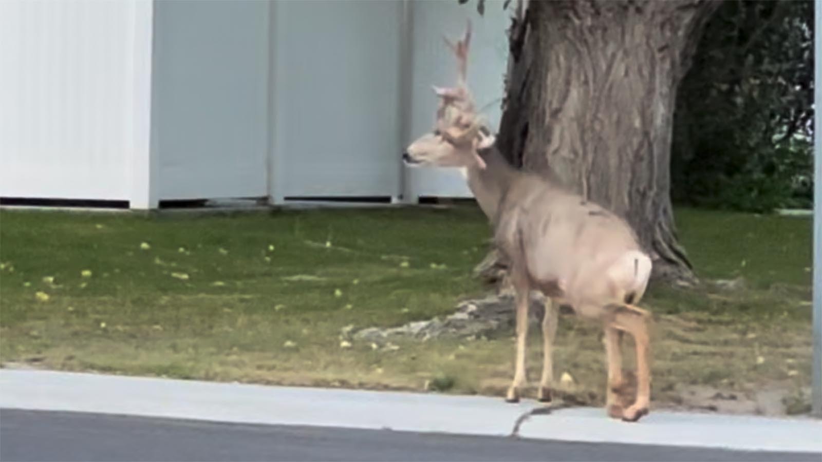 People in Rock Springs are calling this mule deer buck Steve the Survivor. He was reportedly severely mangled when he was struck by a car a couple of years ago. But he has just kept going and living his best life, his favorite food is crabapples.