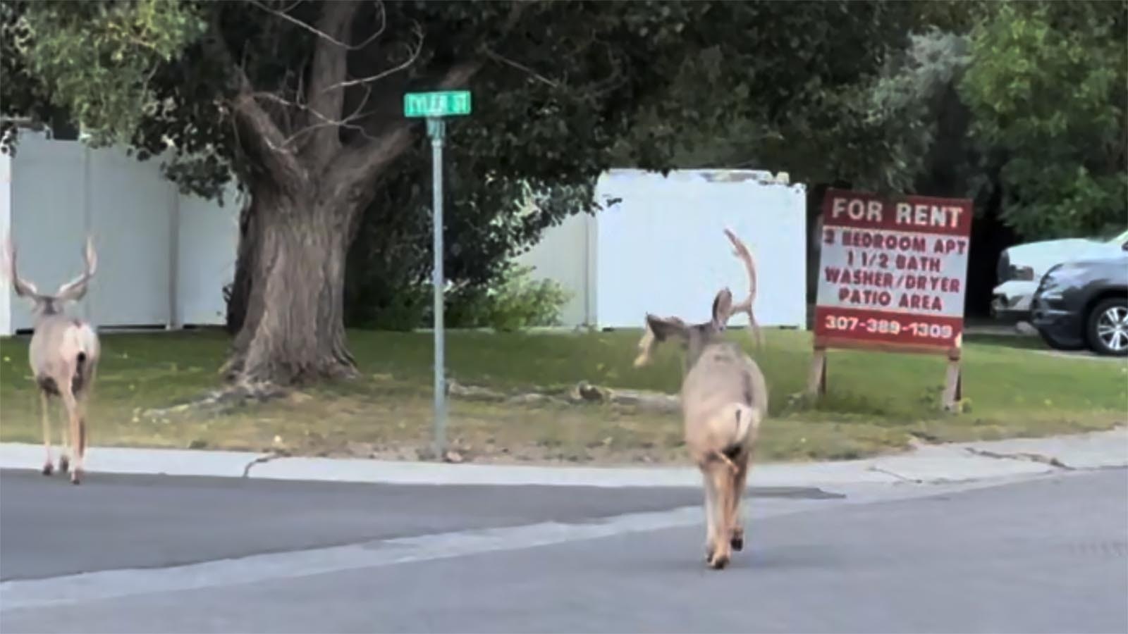 People in Rock Springs are calling this mule deer buck Steve the Survivor. He was reportedly severely mangled when he was struck by a car a couple of years ago. But he has just kept going and living his best life, his favorite food is crabapples.