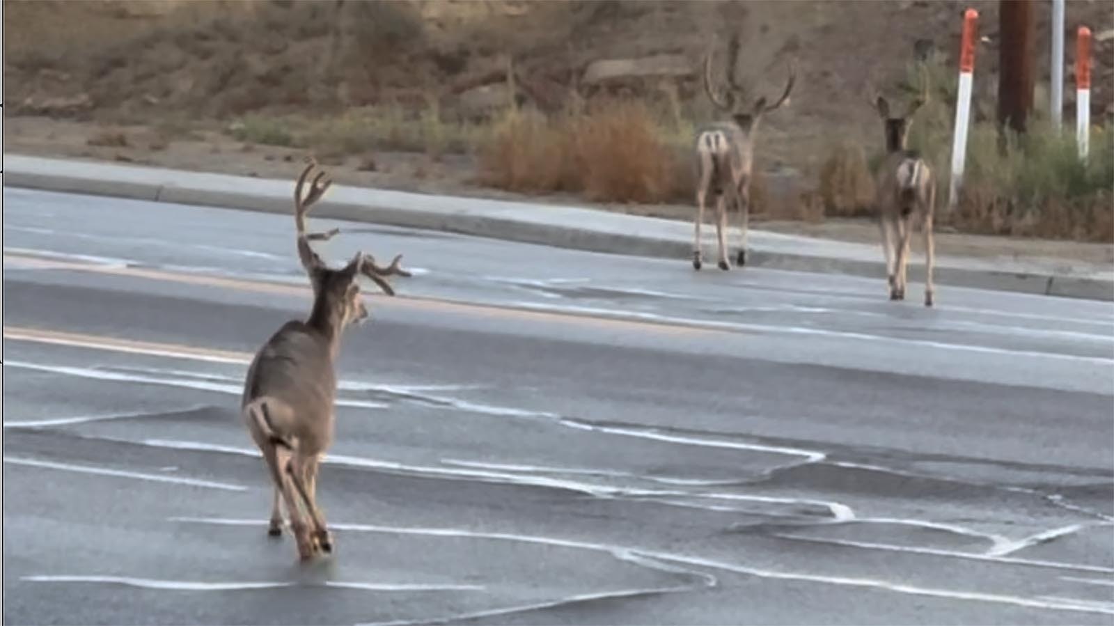 People in Rock Springs are calling this mule deer buck Steve the Survivor. He was reportedly severely mangled when he was struck by a car a couple of years ago. But he has just kept going and living his best life, his favorite food is crabapples.