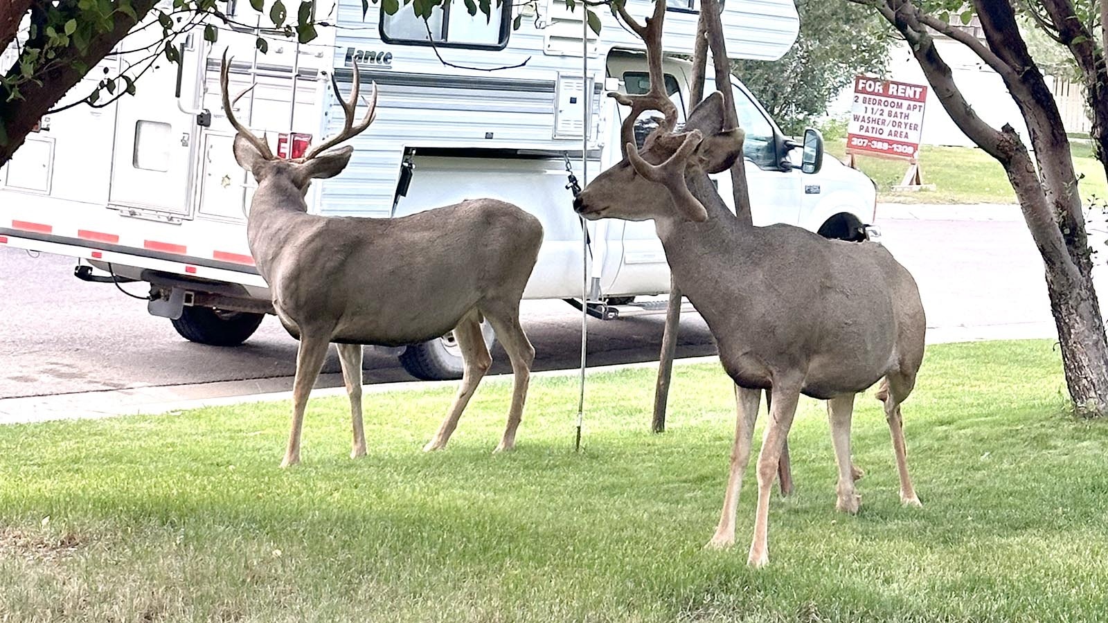 Though he was struck by a car and severely injured a couple of years ago, a mule deer buck in Rock Springs that people call Steve the Survivor still loves hanging out with other deer and eating crabapples.