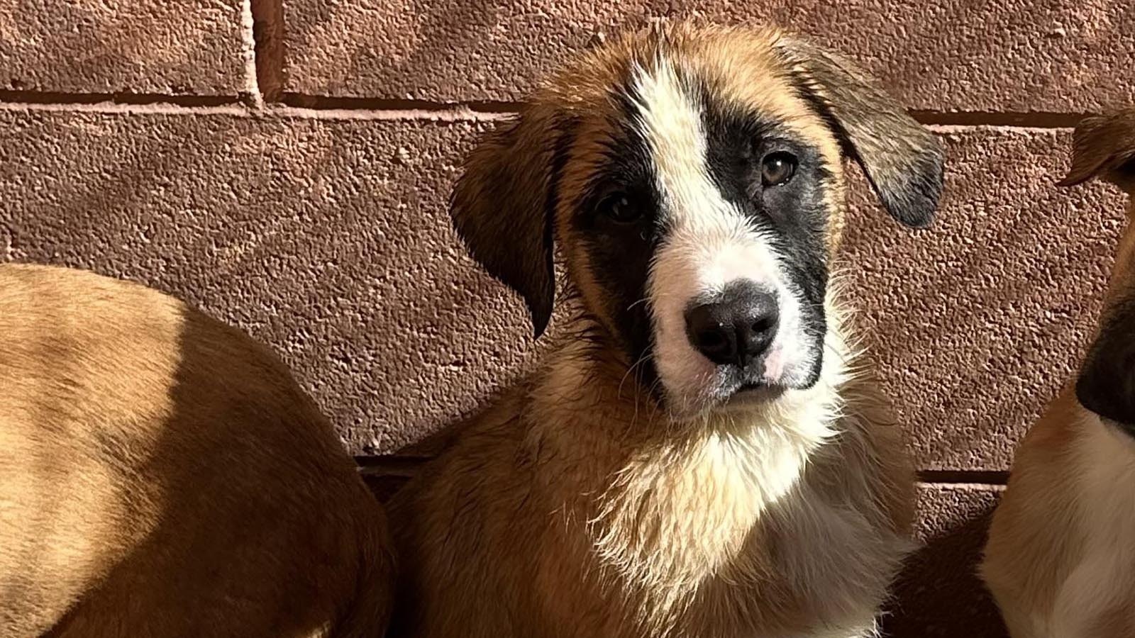 A man was caught cutting through a chain-link fence at the New Hope Humane Society to steal this 4-month-old bulldog-mix puppy, named Zorro.