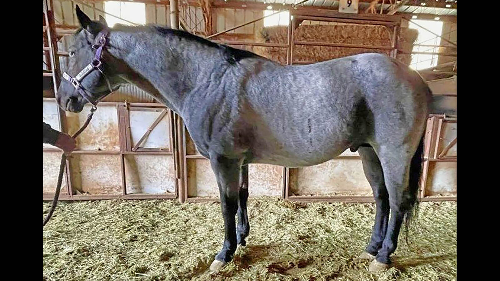 Dapple Gray Horse Meadow Stock Photo 2718431911 | Shutterstock, image size:1600x900