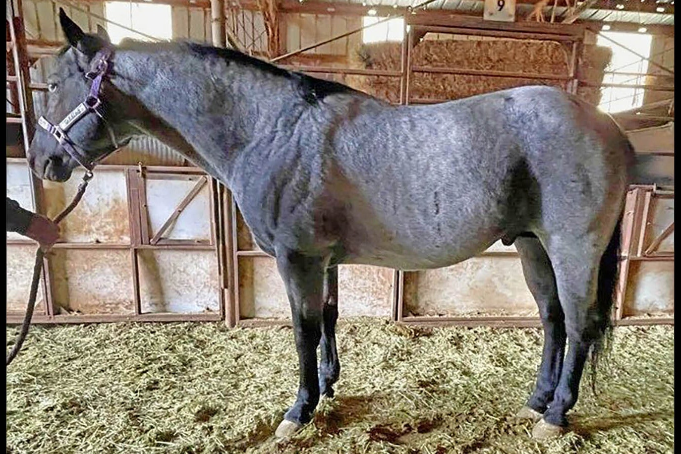 Shadow Hawke is a registered quarter horse that's missing and feared stolen from a ranch in Uinta County, Wyoming.