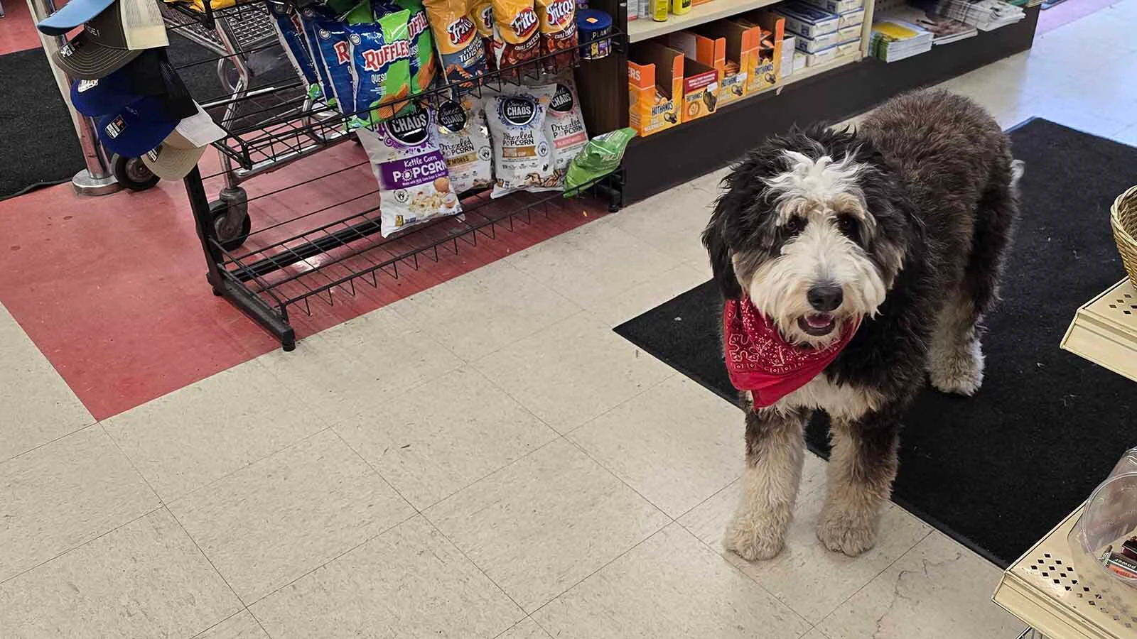 Zuri the bernedoodle is on duty at Stone Drug in Jackson, a store that's been a mainstay the last 50 years.