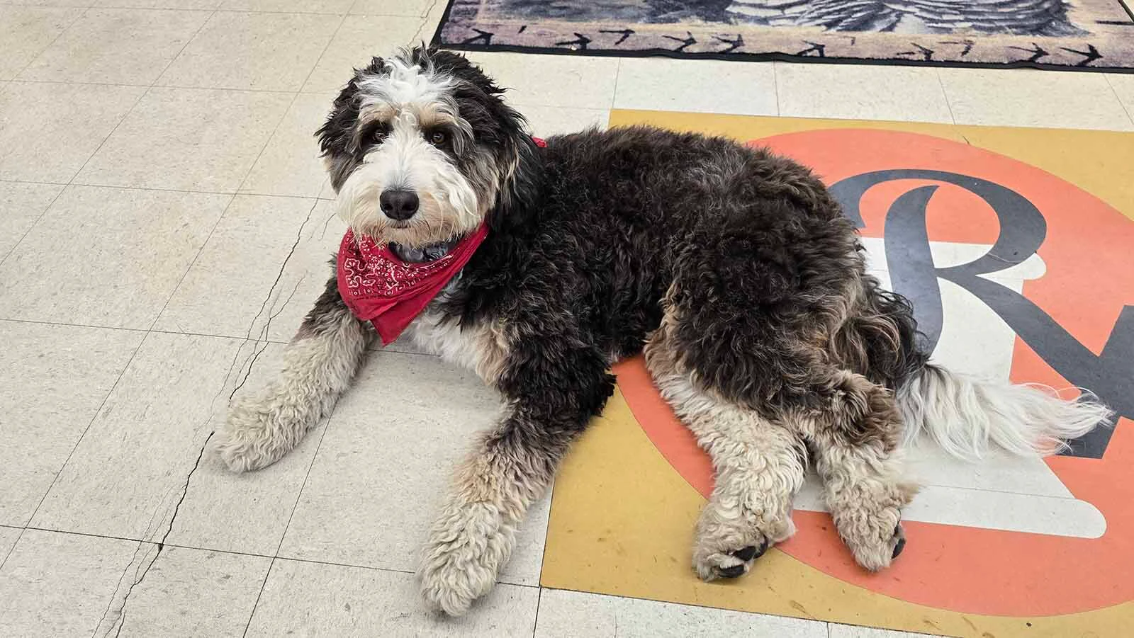 Zuri lies down in front of Cowboy State Daily for a photo — or perhaps she's really waiting for a treat.