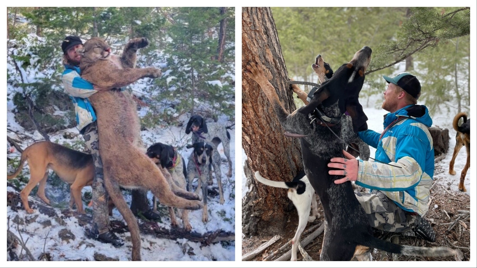 Logan Wilson has been using hound dogs to hunt mountain lions in Wyoming for about three years.