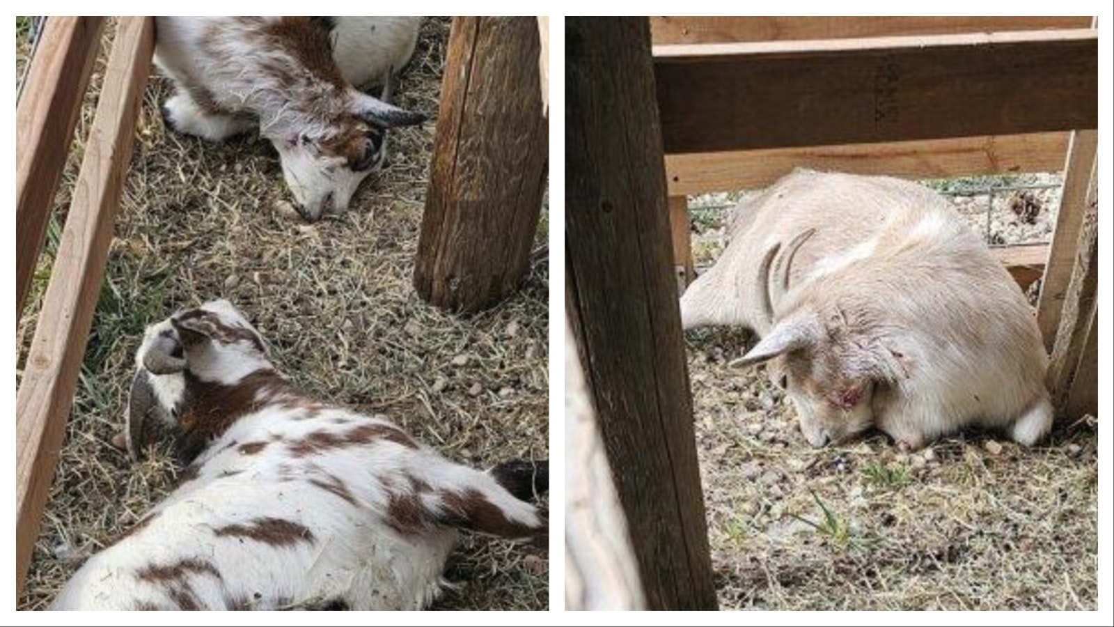 Mountain lions recently killed these goats in the tiny community of Story in Wyoming’s Bighorn mountains. The big cats are reportedly also killing pets in and around Story.