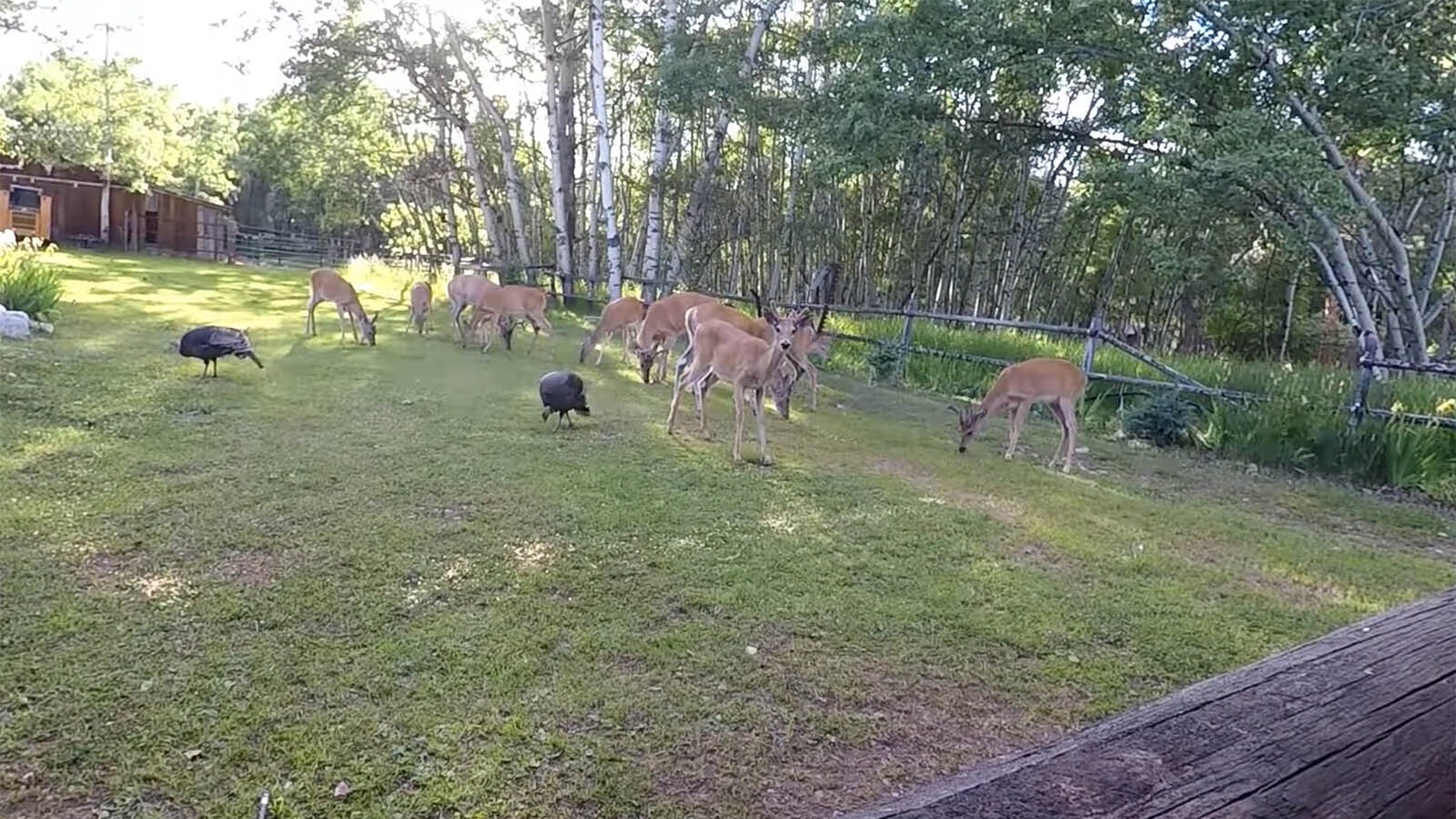 Story deer and turkeys 12 1 23