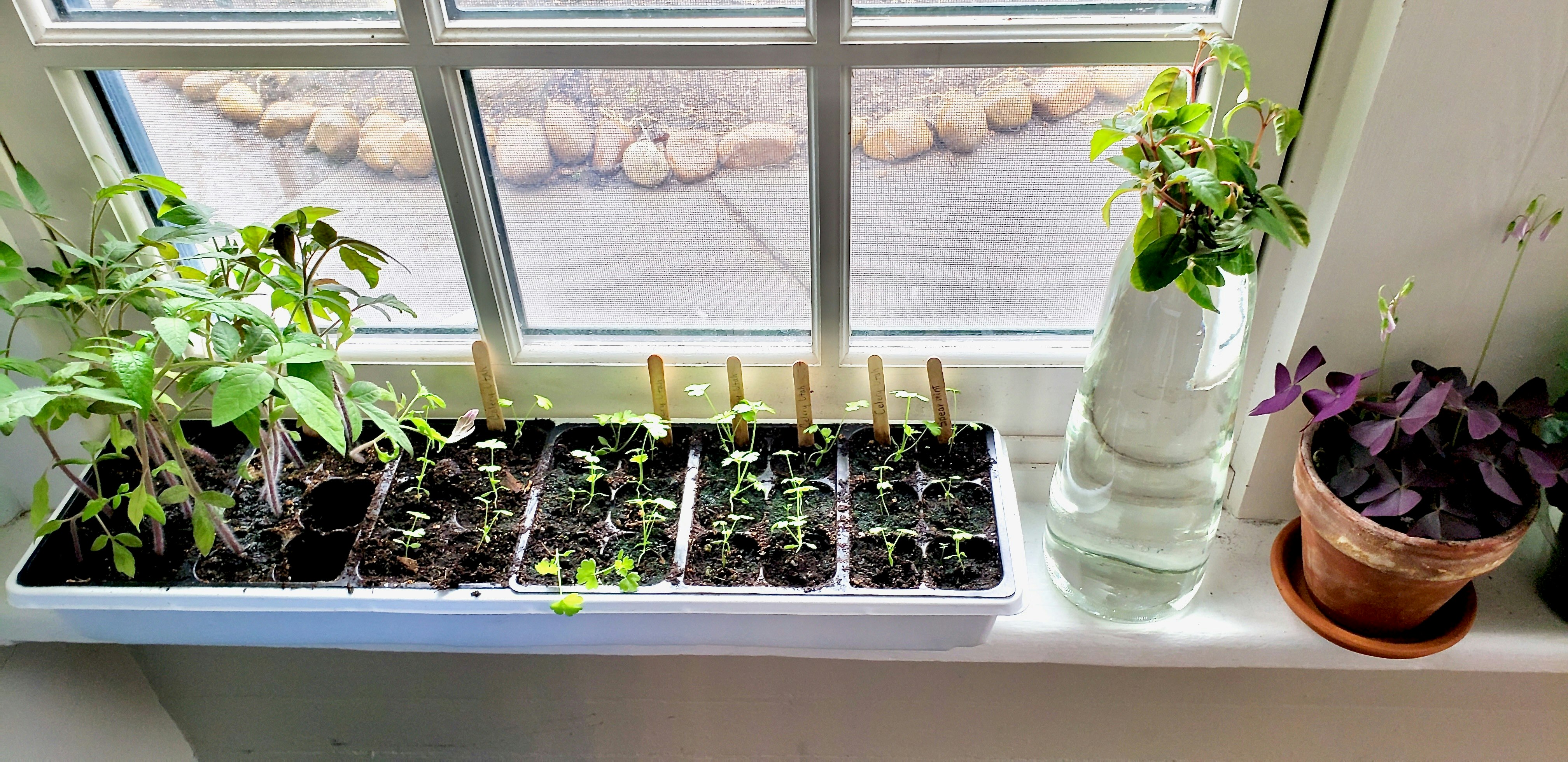 The Sturgis House features many plant-friendly windows.