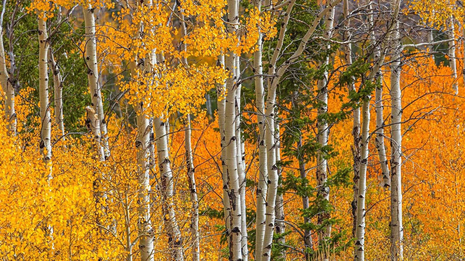 Fall colors pop around Sublette County, Wyoming.