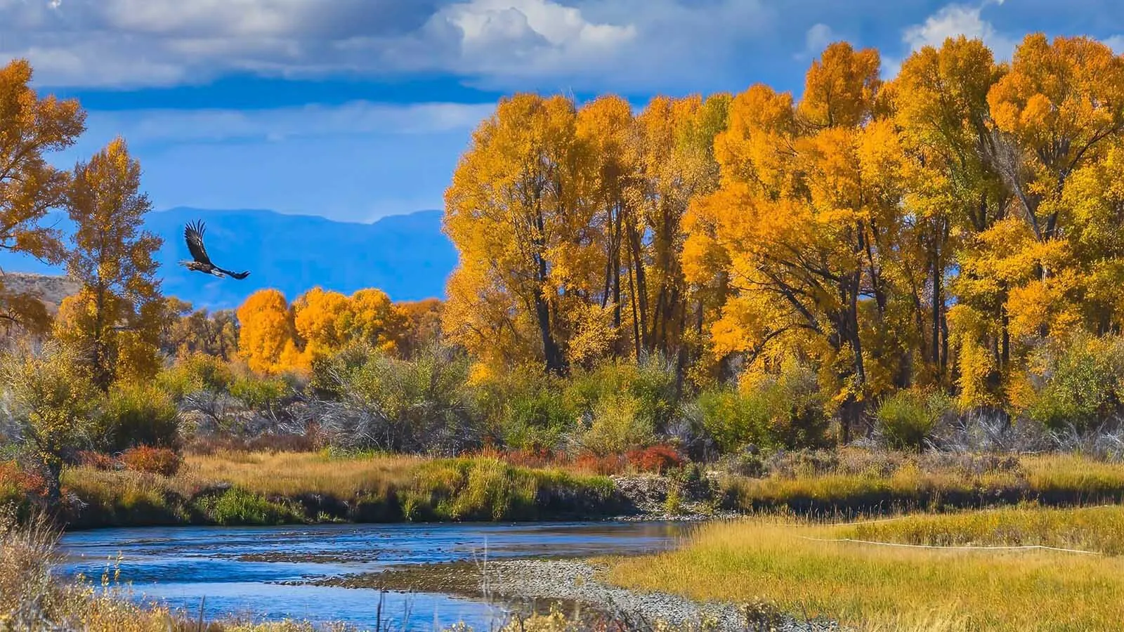 A bald eagle soars against a vibrant backdrop of fall colors in Sublette County, Wyoming.