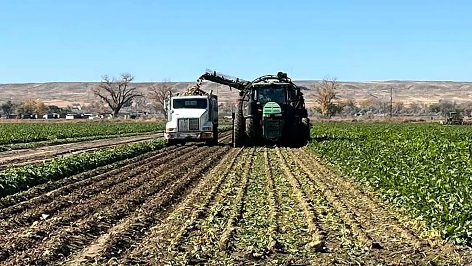 Sugar Beet harvest 7 31 26