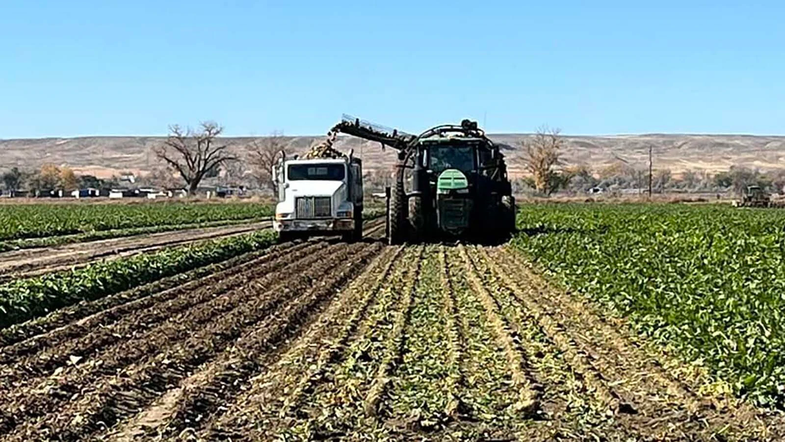 Sugar Beet harvest 7 31 26