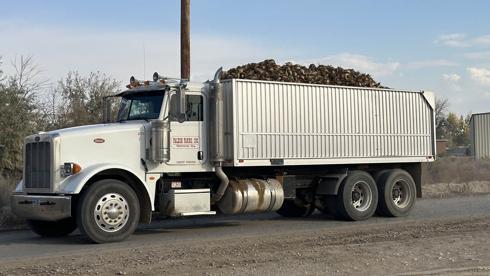 A local Worland farmer delivers his sugar beets to the Wyoming Sugar Co.