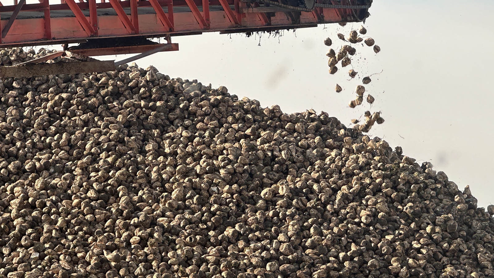 Adding sugar beets to the mountain at the Wyoming Sugar Co.