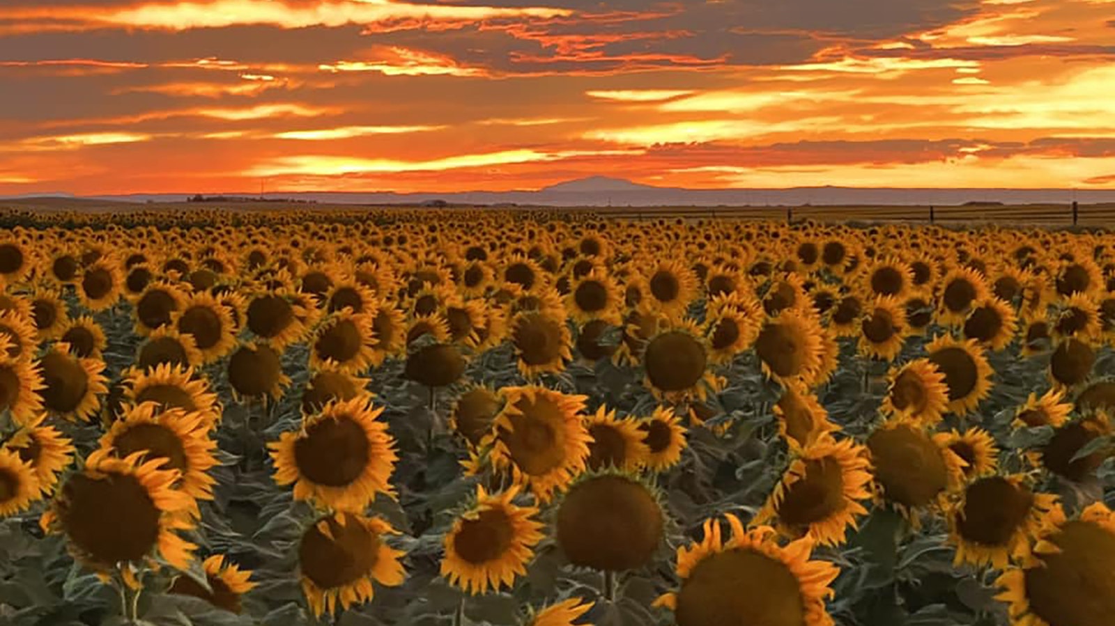 Sunflowers in Goshen County, Wyoming.