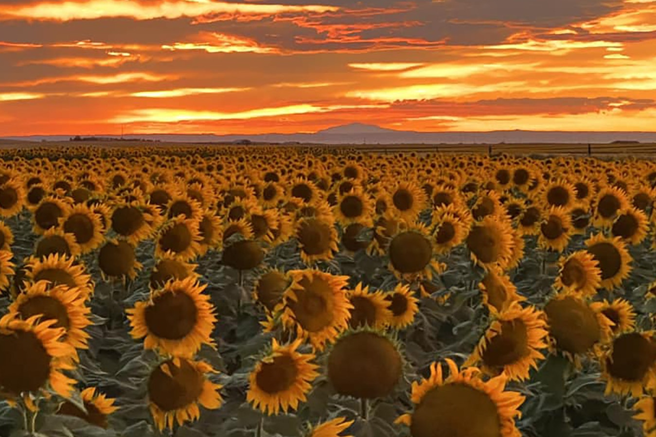 Sunflowers in Goshen County, Wyoming.