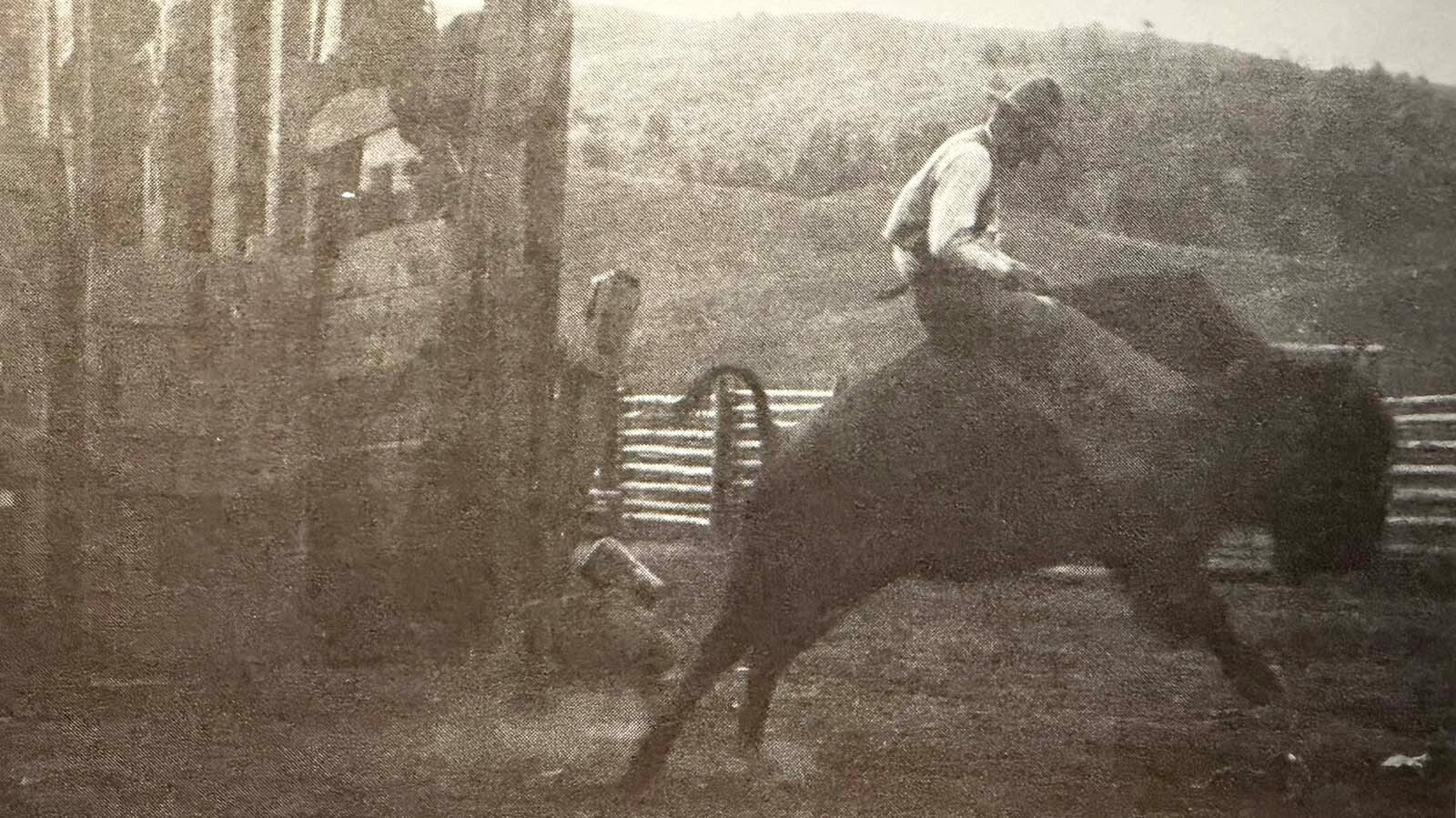 Carl Dunrud led an adventurous life and even rode a buffalo for a Wild West show stunt. However, it was a young boy criminal that was a match for the cowboy and former park ranger. Sunshine had run away from the Industrial School and had taken three others with him. Sunshine was armed and dangerous - and Dunrud was closing in on him.