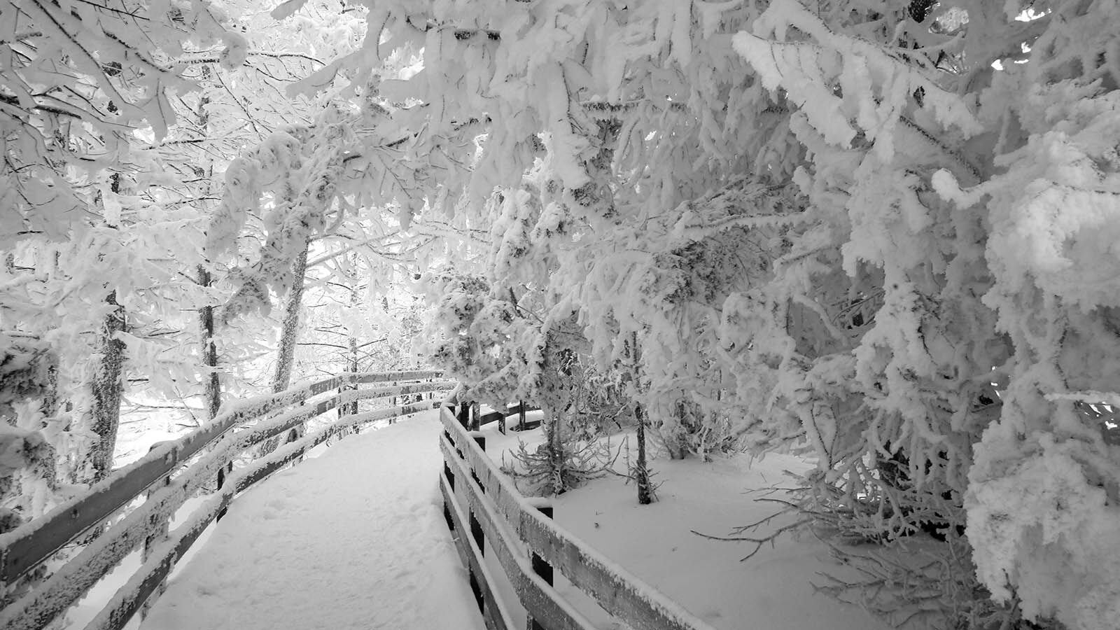 An ice- and frost-covered boardwalk with frozen trees in Yellowstone National Park in this file photo.