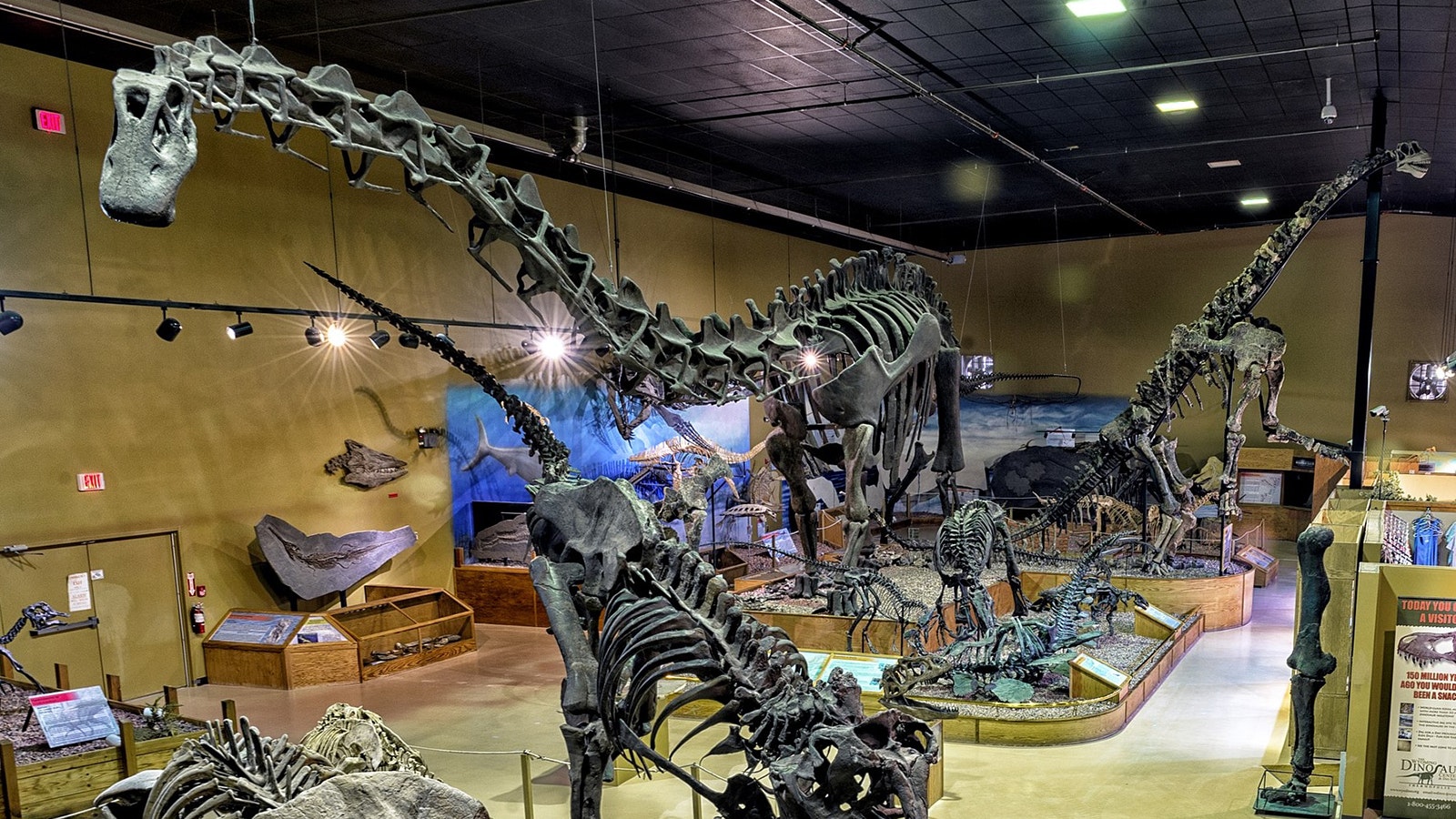 Jimbo the supersaurus, the long-necked behemoth at top left, is the largest dinosaur ever found in Wyoming. It's on display at the Wyoming Dinosaur Center in Thermopolis.