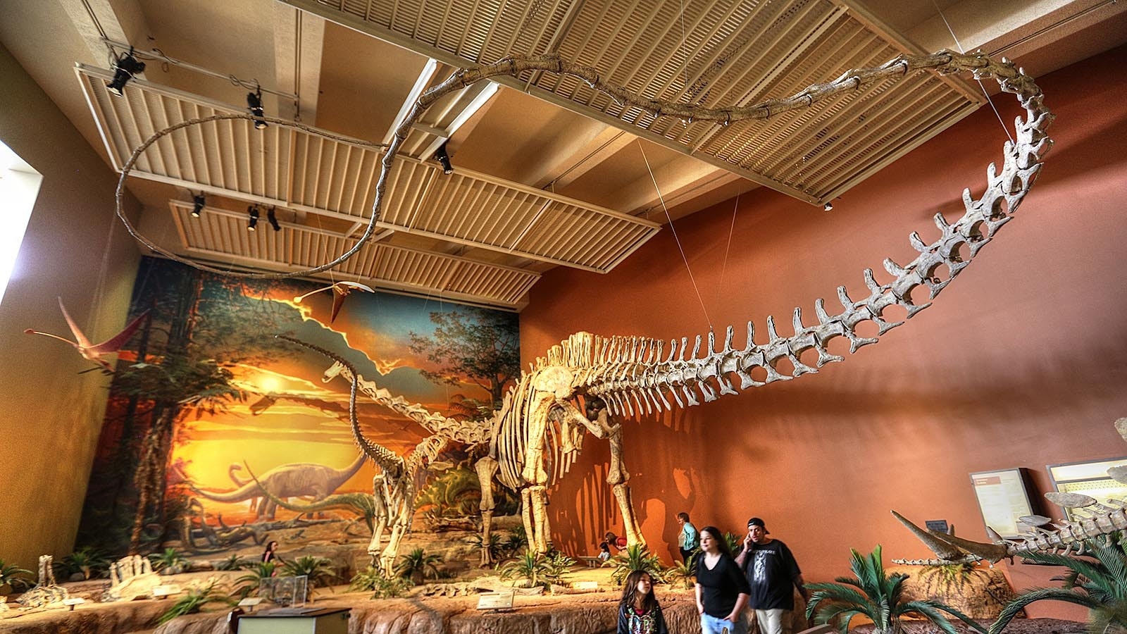 Diplodocus hallorum on display at the New Mexico Museum of Natural History and Science. New research into the age of super-sized sauropods revealed this 110-foot-long giant was around 60 years old when it died.