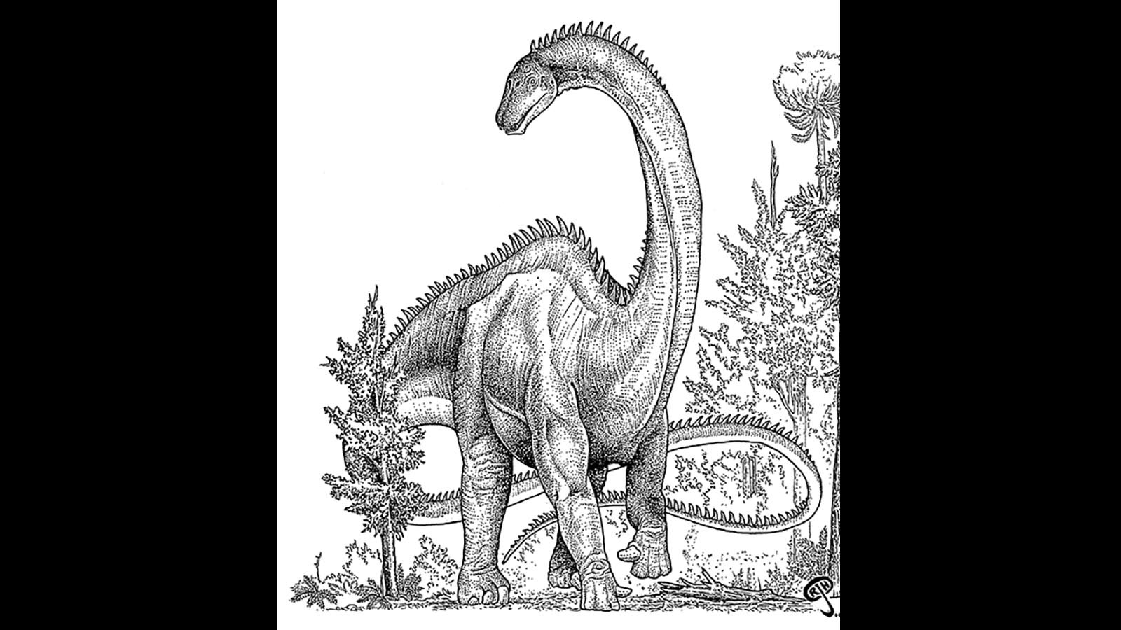 An illustration of what the supersaurus may have looked like, with its long, whip-like tail.