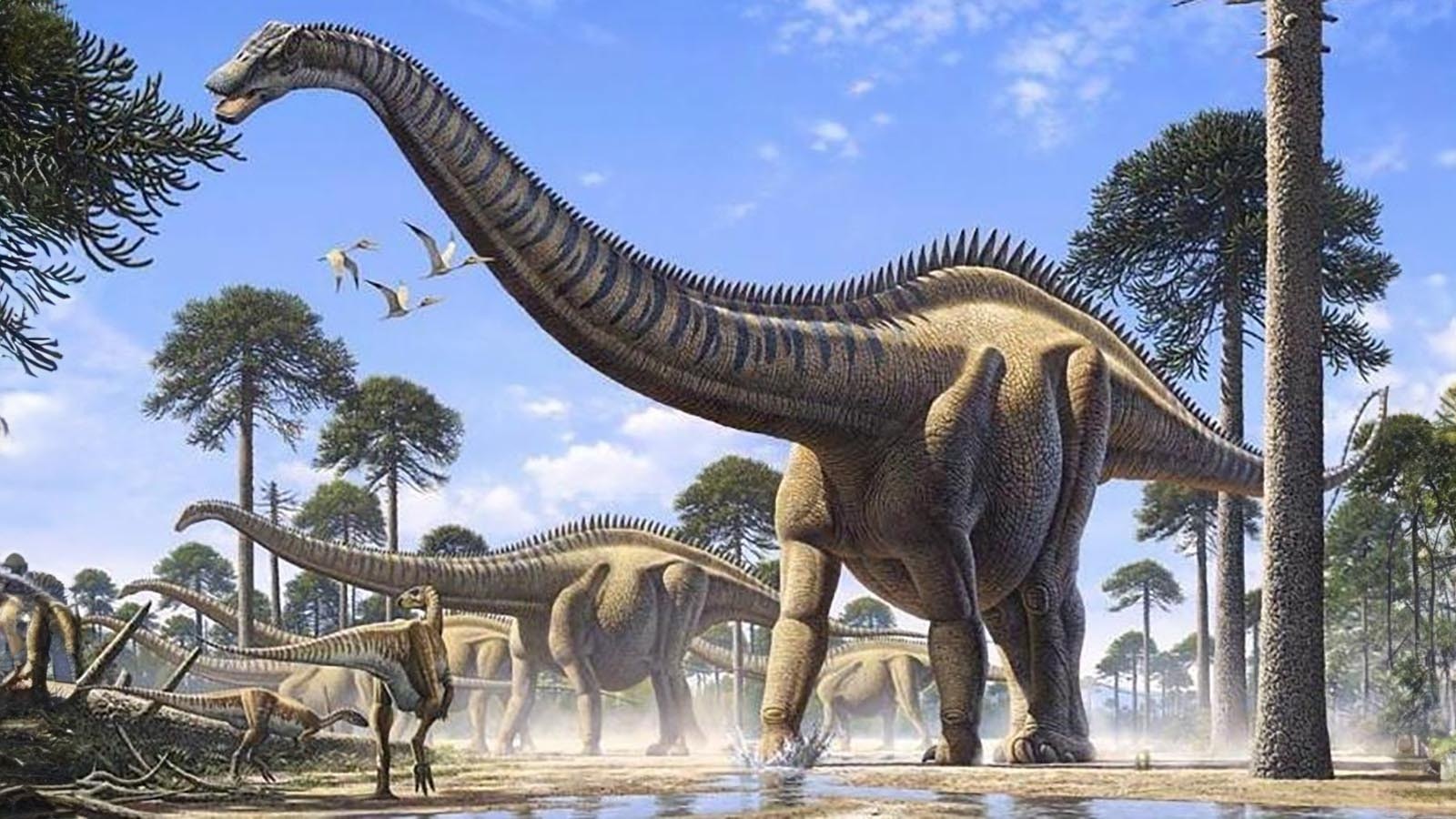 This illustration depicts what a group of supersauruses may have looked like when they lived during the Jurassic period.