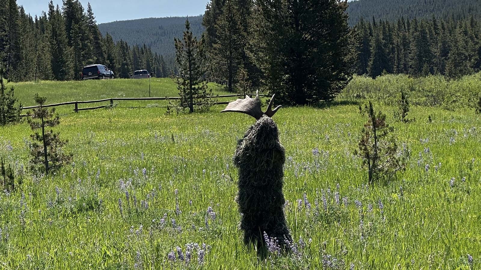 Sightings of the dangerous and elusive "Swamp Moose" were reported in the Bighorn National Forest over the Fourth of July weekend. Swamp Moose is actually a mischievous 8-year-old wearing a ghillie suit with a moose antler on his head.