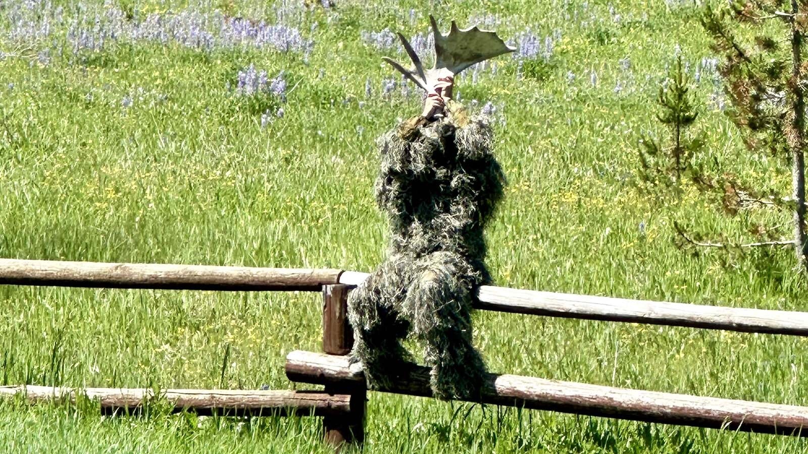Sightings of the dangerous and elusive "Swamp Moose" were reported in the Bighorn National Forest over the Fourth of July weekend. Swamp Moose is actually a mischievous 8-year-old wearing a ghillie suit with a moose antler on his head.