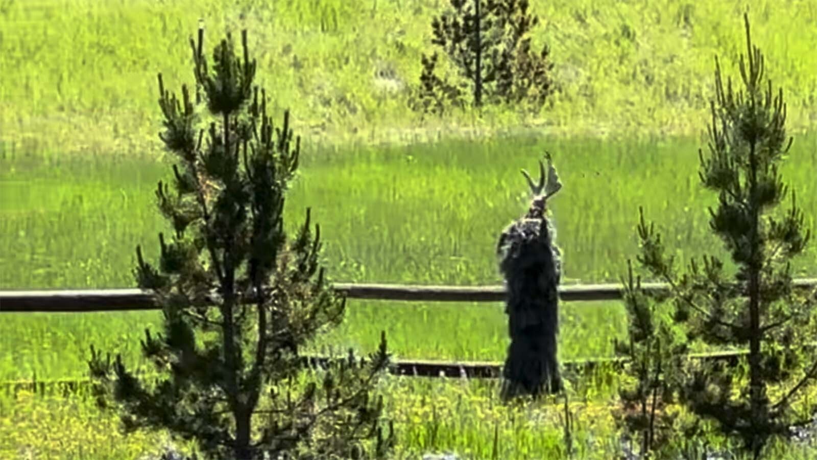 Sightings of the dangerous and elusive "Swamp Moose" were reported in the Bighorn National Forest over the Fourth of July weekend. Swamp Moose is actually a mischievous 8-year-old wearing a ghillie suit with a moose antler on his head.