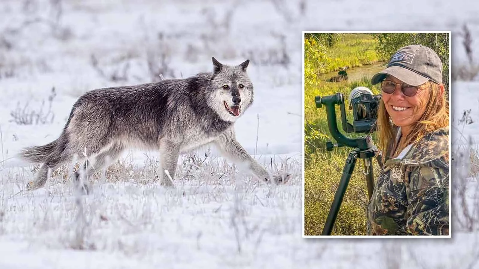 Some of wildlife photographer Sylvia Borgonovo’s most iconic images were of Yellowstone’s famous Wolf 1090F. 