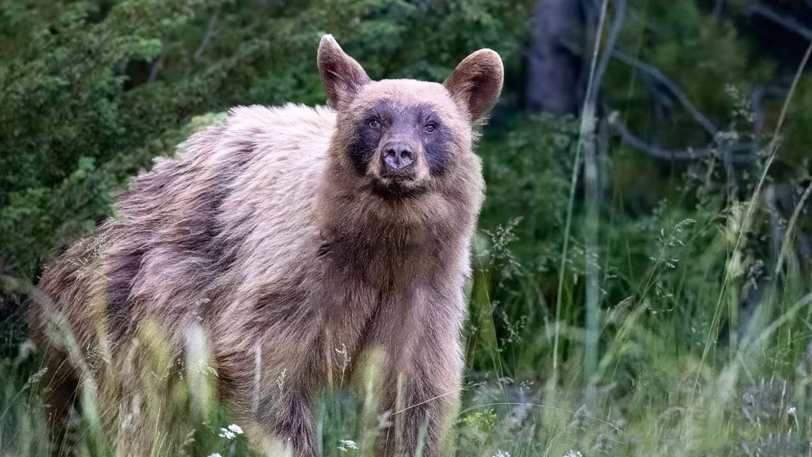 One of prominent Yellowstone photographer and wildlife advocate Sylvia Borgonovo’s favorite stories was how this black bear that “looked like a Muppet” frightened tourists in July 2024.