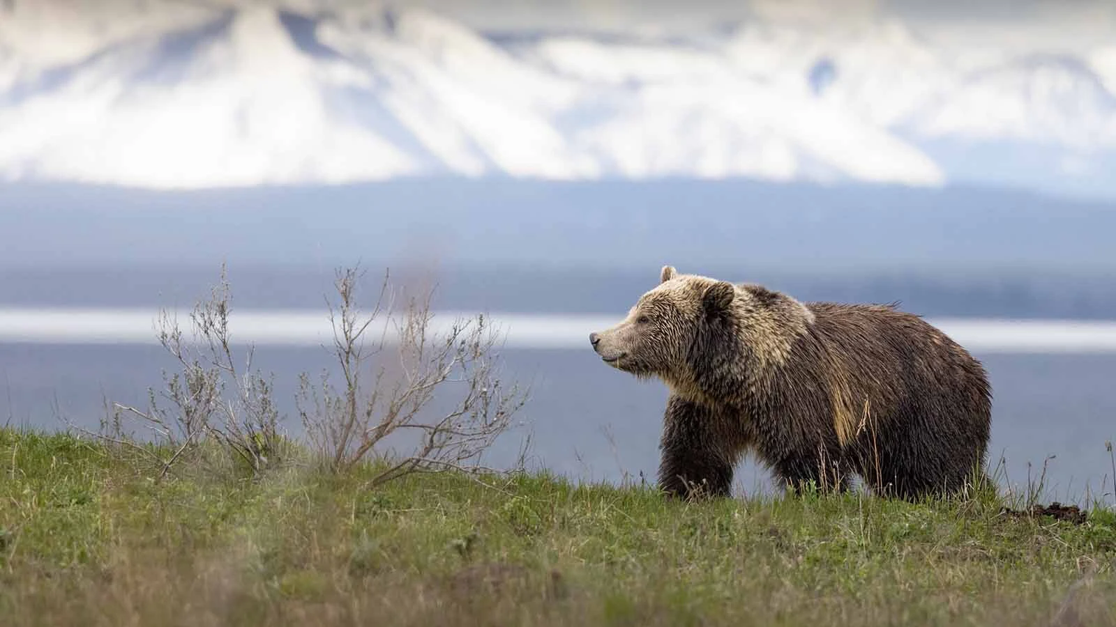 One of Yellowstone's famous grizzlies Snow, daughter of Raspberry.