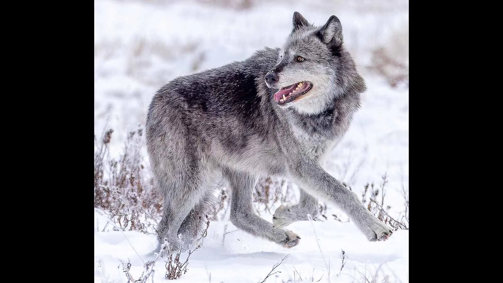 Some of wildlife photographer Sylvia Borgonovo’s most iconic images were of Yellowstone’s famous Wolf 1090F.