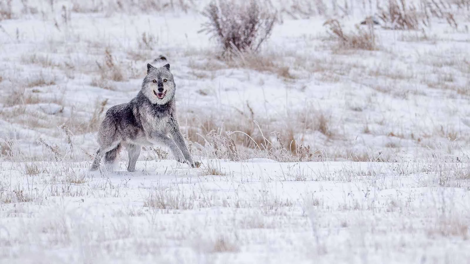 Some of wildlife photographer Sylvia Borgonovo’s most iconic images were of Yellowstone’s famous Wolf 1090F.