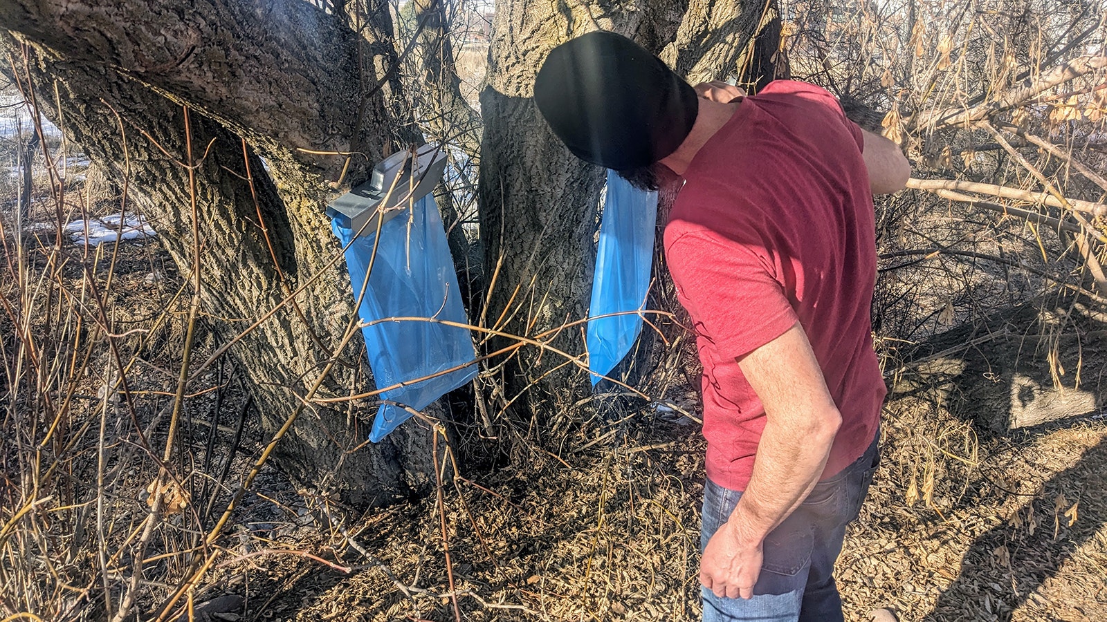 David Knudson checks sap bags on boxelder maple trees in Missoula, Montana.