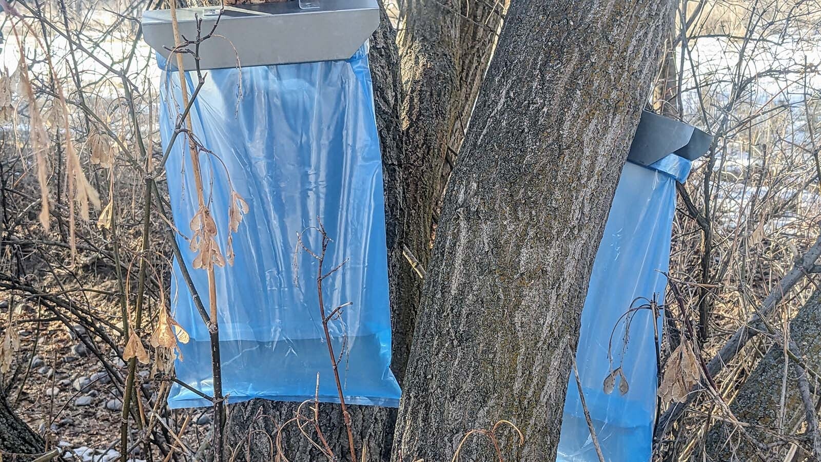 Bags collect sap from boxelder maple trees.