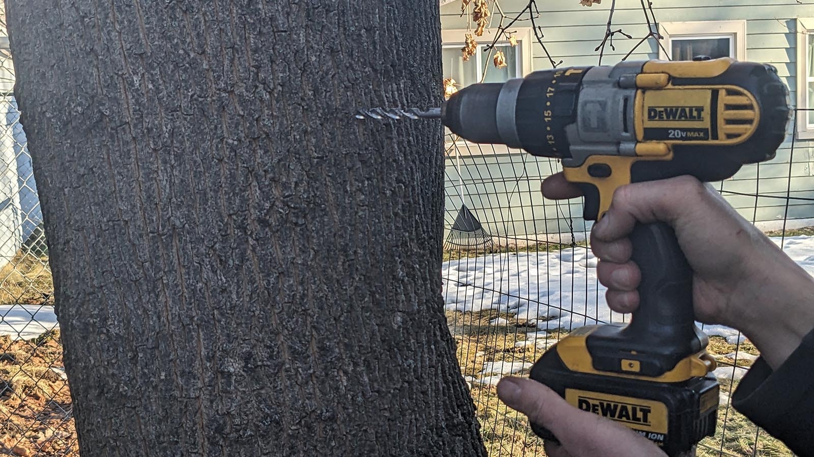 When tapping a new maple tree, David Knudson picks a location on the north side of the tree to keep the sap bag out of the sun.