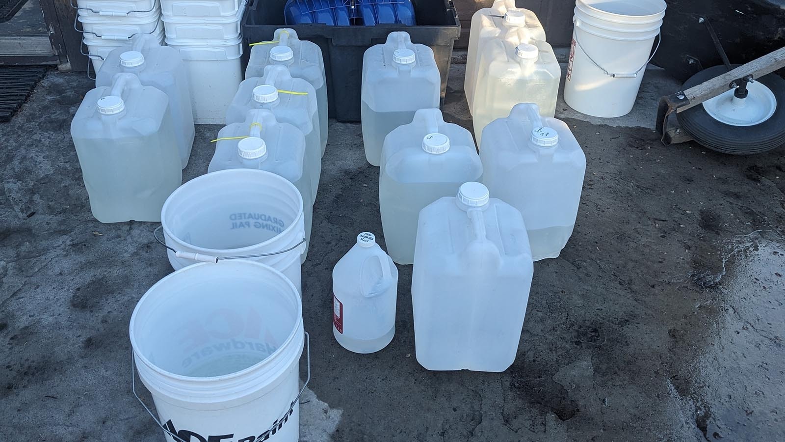 Containers of maple sap sit in David Knudson's driveway, separated by variety.